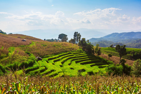 Terraced Paddy Field in Mae-Jam Village , Chaingmai Province , Thailand
