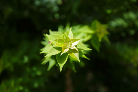 Bougainvillea leafsの写真素材