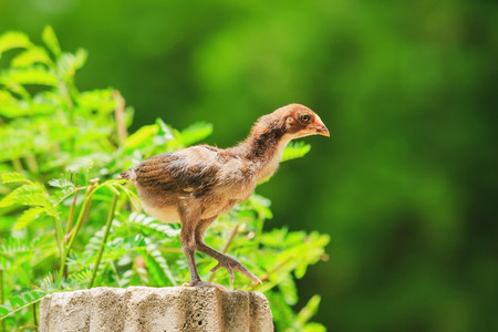 Cute Chicks