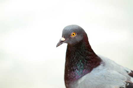 Rock Doveの写真素材