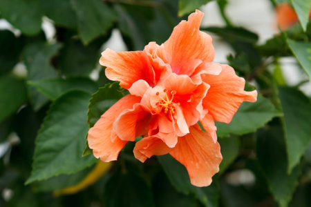 Hibiscusの写真素材