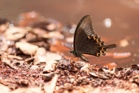 Side of Paris Peacock Butterflyの写真素材