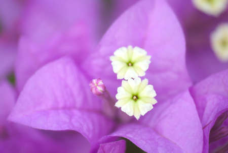 Bougainvilleaの写真素材