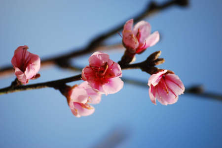 thailand sakura flowerの写真素材