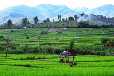Rice Field in Chiangmai, Northen part of Thailandの写真素材