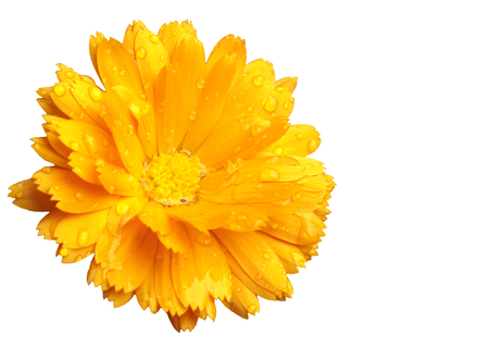 Marigold isolatedの写真素材