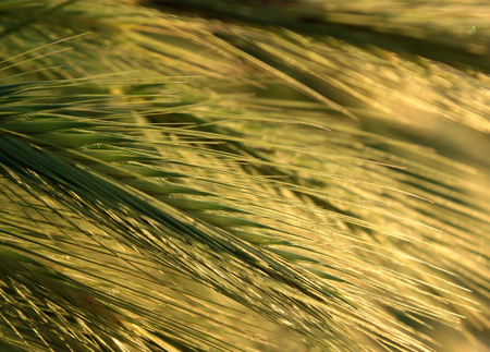 Wheat at sunsetの写真素材