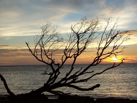 Dead Treeの写真素材