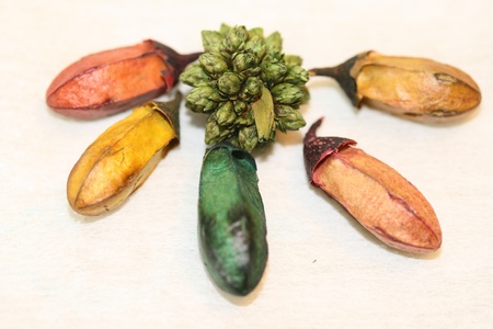 potpourriの写真素材