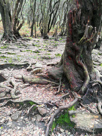 old tree root