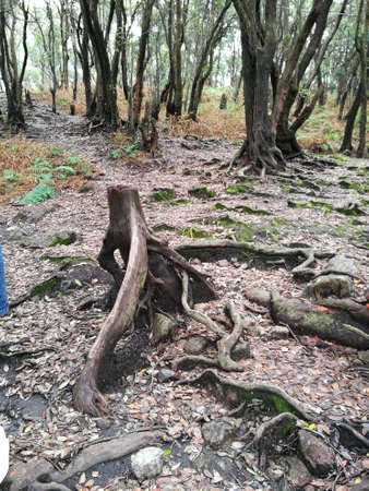 old tree root