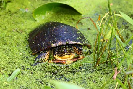 Juvenile Blandings Turtle (Emydoidea blandingii) - Illinoisの写真素材