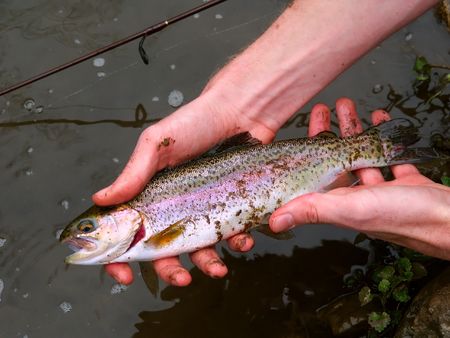 Rainbow Trout (Oncorhynchus mykiss) caught at Apple River Canyon State Park in Illinoisの写真素材