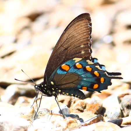 Pipevine Swallowtail (Battus philenor) along the Natchez Trace National Scenic Parkway in Alabamaの写真素材