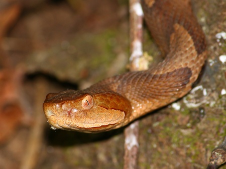 A Copperhead (Agkistrodon contortrix) gazes through vegetation in the USA.の写真素材
