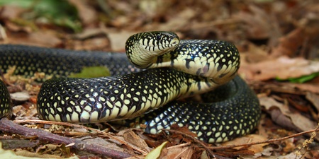 Black Kingsnake (Lampropeltis getula) at Monte Sano State Park - Alabama