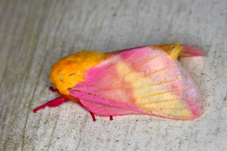 Rosy Maple Moth (Dryocampa rubicunda) sits on a wall in central Floridaの写真素材