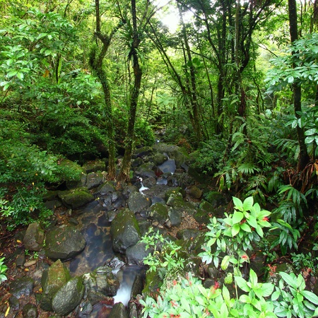 View of the famous El Yunque Rainforest of Puerto Rico