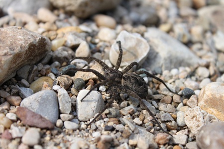 A Dark Fishing Spider (Dolomedes tenebrosus) in the dry creekbed of Illinois.の写真素材