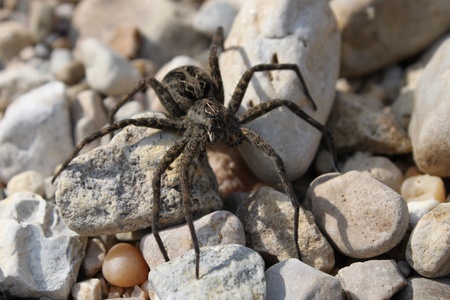 Dark Fishing Spider (Dolomedes tenebrosus) in the dry creekbed of Illinoisの写真素材