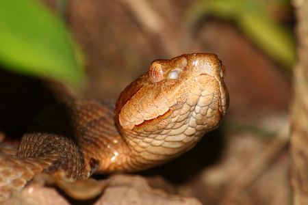 Copperhead (Agkistrodon contortrix) snake at Monte Sano State Park in Alabamaの写真素材