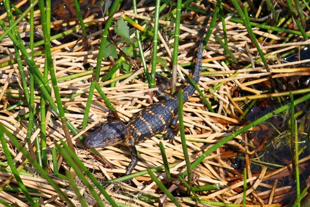 Juvenile American alligator の写真素材