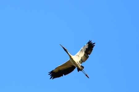 Wood Stork (Mycteria americana) flys through the air in central Floridaの写真素材