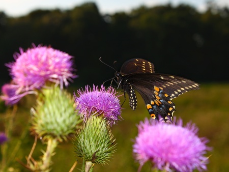 A Black Swallowtail (Papilio polyxenes) sits on a thistle at Shabbona Lake State Park in Illinois.の写真素材