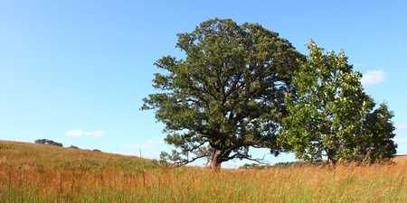 Old oak tree in the prairie at Nachusa Grasslands of northern Illinois