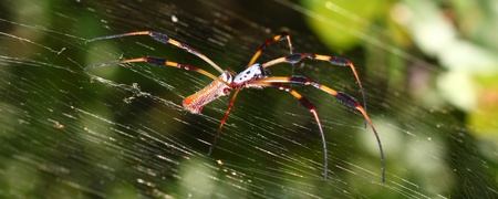 Golden Silk Orb-weaver Spider (Nephila clavipes)の写真素材