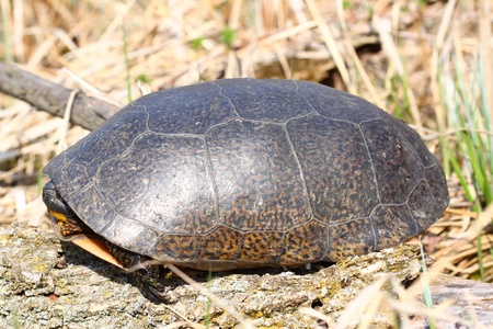 Threatened Blandings Turtle (Emydoidea blandingii) emerging in the spring in northern Illinois