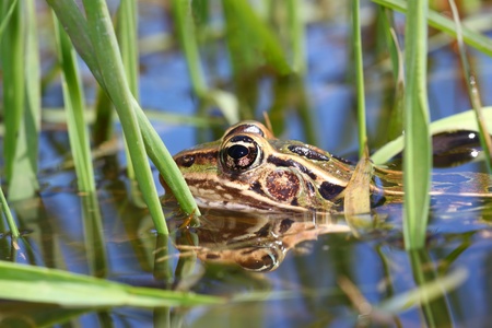 Northern Leopard Frog (Rana pipiens) peeks out of the water in northern Illinoisの写真素材