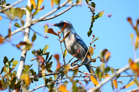 Florida Scrub Jay (Aphelocoma coerulescens) sits in a scrub bush of central Floridaの写真素材