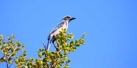 Florida Scrub Jay (Aphelocoma coerulescens) sits in a scrub bush of central Florida