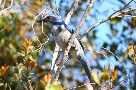 Florida Scrub Jay (Aphelocoma coerulescens) sits in a scrub bush of central Floridaの写真素材