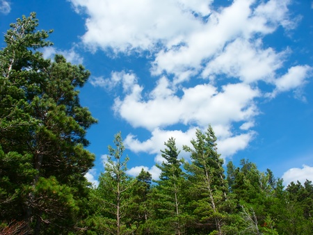 Pine woodlands of Porcupine Mountains State Park - Michigan