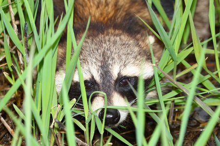 Raccoon peers through vegetation in a wetland at Millrace Isle Forest Preserve of Illinoisの写真素材