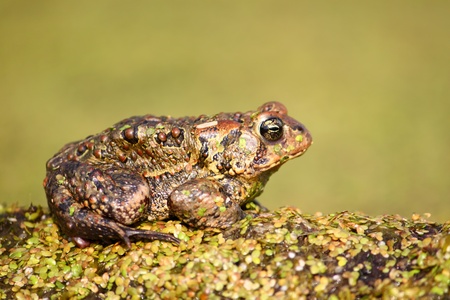 American Toad (Bufo americanus) rests on a log in northern Illinoisの写真素材