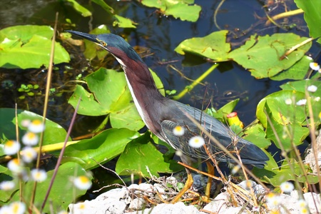 Green Heron (Butorides virescens) looks for food in the Everglades National Park - Floridaの写真素材