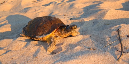 Female Wood Turtle (Glyptemys insculpta) looking for a nesting site on the beach of Lake Superior -...