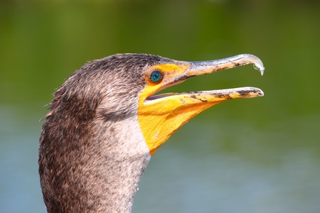 Closeup of a Double-crested cormorant (Phalacrocorax auritus) on the Anhinga Trail of Everglades National Park の写真素材