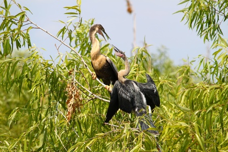 Two Anhingas seen at the Everglades National Parkの写真素材