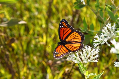 Viceroy Butterfly (Limenitis archippus) on vegetation in the United States