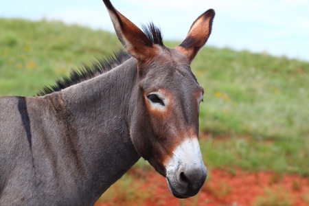 One of the famous begging burros of Custer State Park in South Dakotaの写真素材