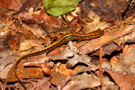 Long-tailed Salamander (Eurycea longicauda) at Tishomingo State Park in Mississippi