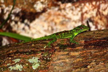 Anole out on a rainy day in the tropical forests of Puerto Rico