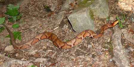 Venomous Copperhead (Agkistrodon contortrix) snakeの写真素材