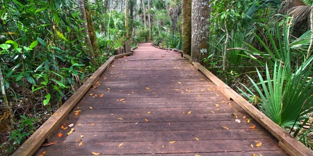 Boardwalk through the wet forestの写真素材
