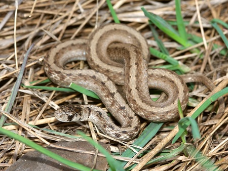 Brown Snake (Storeria dekayi) at Deer Run Forest Preserve in northern Illinoisの写真素材