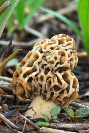 Morel mushroom grows in a prairie of northern Illinoisの写真素材